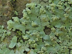 Hypotrachyna spumosa