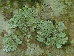 Hypotrachyna spumosa