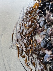 Laminaria sinclairii