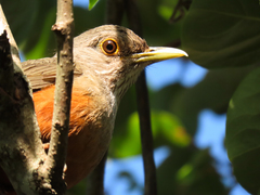 Turdus rufiventris