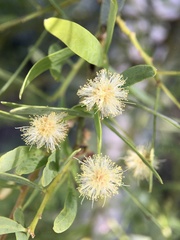 Acacia victoriae