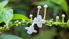 Gonzalagunia hirsuta