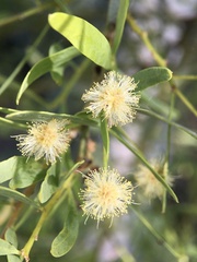 Acacia victoriae