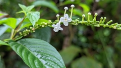 Gonzalagunia hirsuta