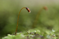 Claopodium whippleanum