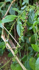 Gonzalagunia hirsuta