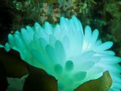 Sepioteuthis australis