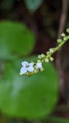 Gonzalagunia hirsuta