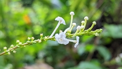 Gonzalagunia hirsuta