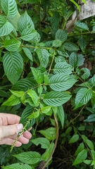 Gonzalagunia hirsuta