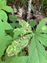 Cystiphora canadensis