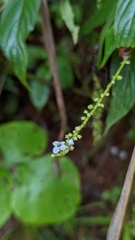 Gonzalagunia hirsuta