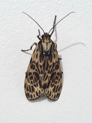 Lepidoptera