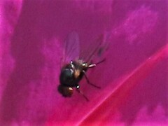 Milichiidae