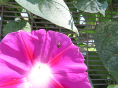 Milichiidae