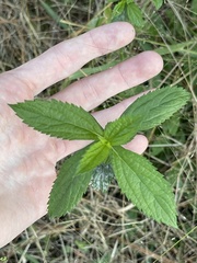 Stachytarpheta cayennensis