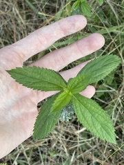 Stachytarpheta cayennensis
