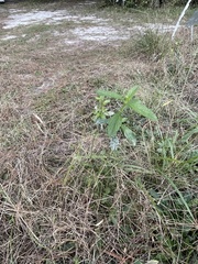 Stachytarpheta cayennensis