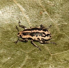 Eudiagogus rosenschoeldi