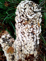 Trichaptum abietinum