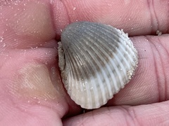 Anadara brasiliana