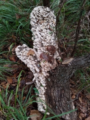 Trichaptum abietinum