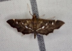 Diathrausta reconditalis