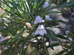 Eremophila freelingii