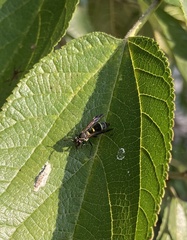 Polybia plebeja