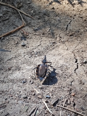 Triatoma
