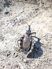 Triatoma
