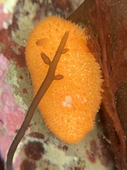 Acanthodoris lutea