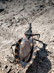 Triatoma