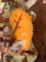 Acanthodoris lutea