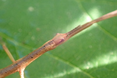 Acanthoxyla inermis