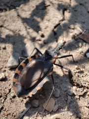 Triatoma