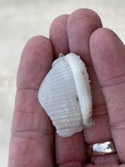 Semicassis granulata