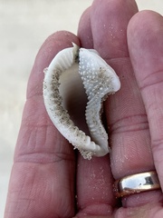 Semicassis granulata