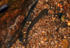 Plethodontidae