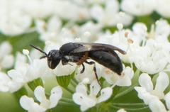 Hylaeus annulatus