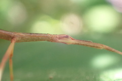 Acanthoxyla inermis