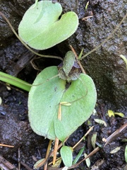 Corybas hatchii