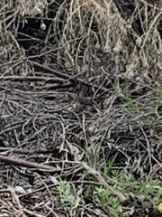 Sericornis frontalis