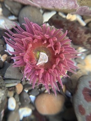 Anthopleura artemisia