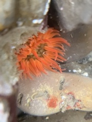 Anthopleura artemisia