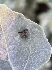 Myrmophyma