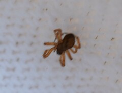 Steatoda nobilis