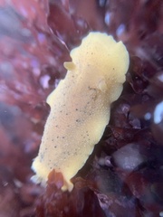 Geitodoris heathi