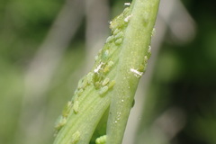 Cavariella aegopodii