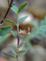 Scutellaria wrightii